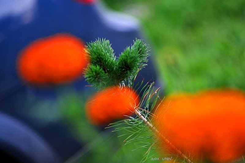 лето, цветы photo preview