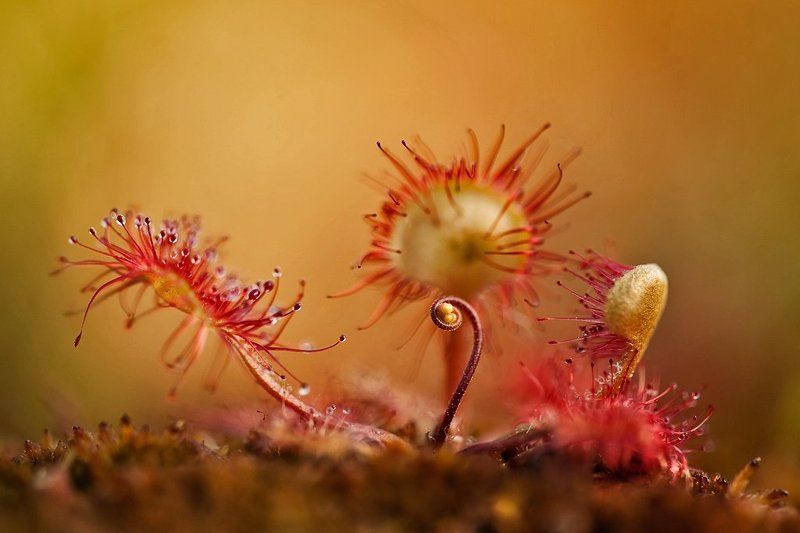 росянка, макропейзаж болотная..photo preview