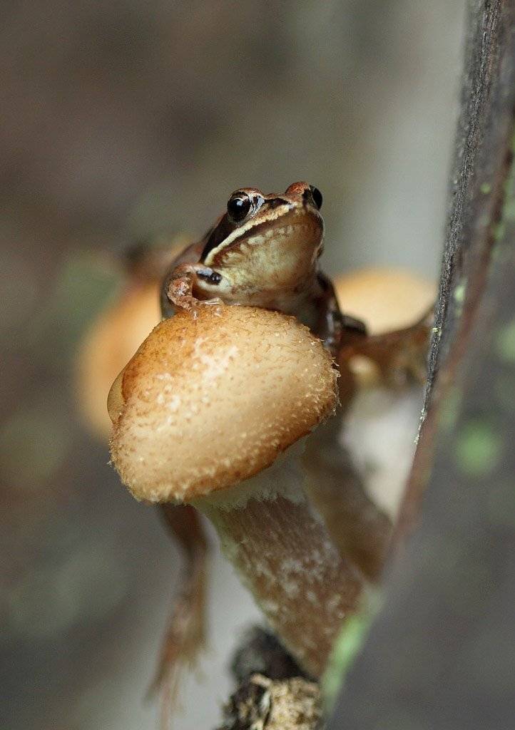 Хозяйка опят. Автор: Сергей Таланов , Сергей Таланов