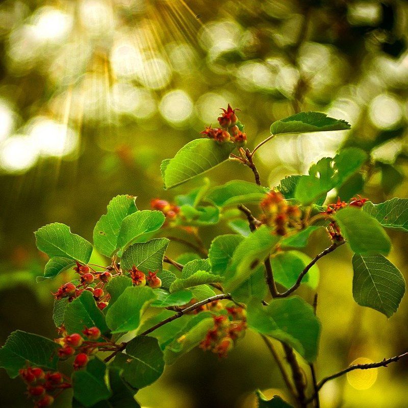 Солнышкоphoto preview