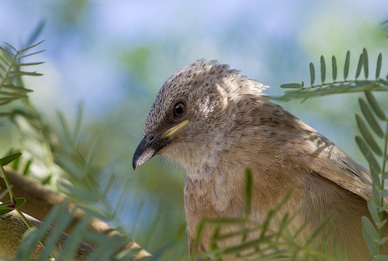 арабский, серый, дрозд ,арабская дроздовая тимелия серьезныйphoto preview