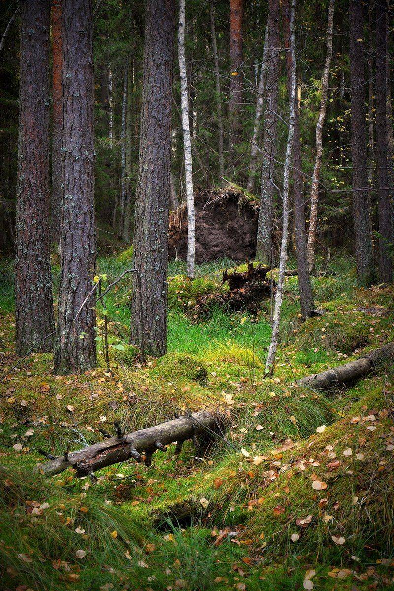 сергей алексеев, фото, Сергей Алексеев