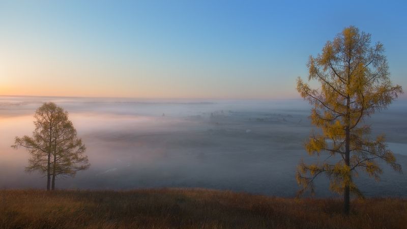 осень, туманное утро, золотые лиственницы, autumn, foggy morning, golden larches Провожая уплывающий туман...photo preview