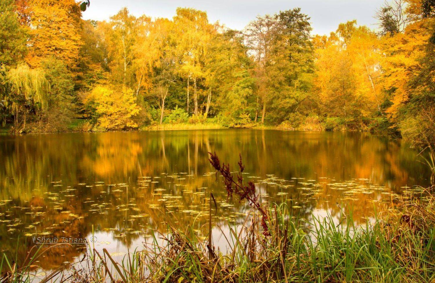 природа, осень, пруд, листья, Шруб (Беляева) Татьяна