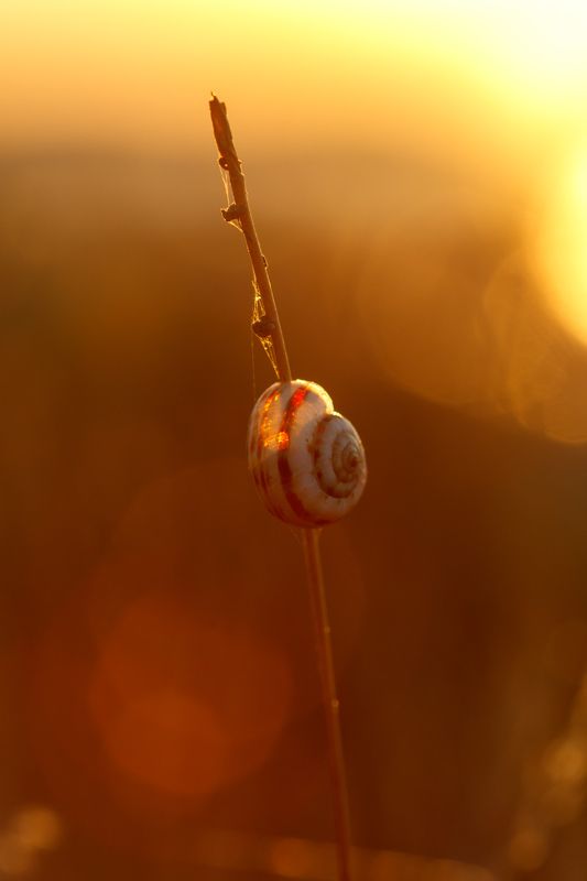 улитка, макро, закат, раковина Одинокая улиткаphoto preview