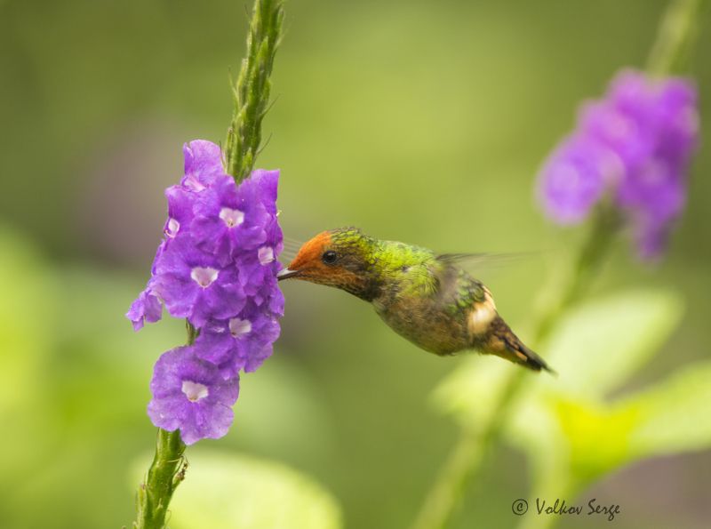длиннохохлая кокетка, lophornis delattrei, rufous-crested coquette, колибри, южная америка, перу Полёт шмеляphoto preview