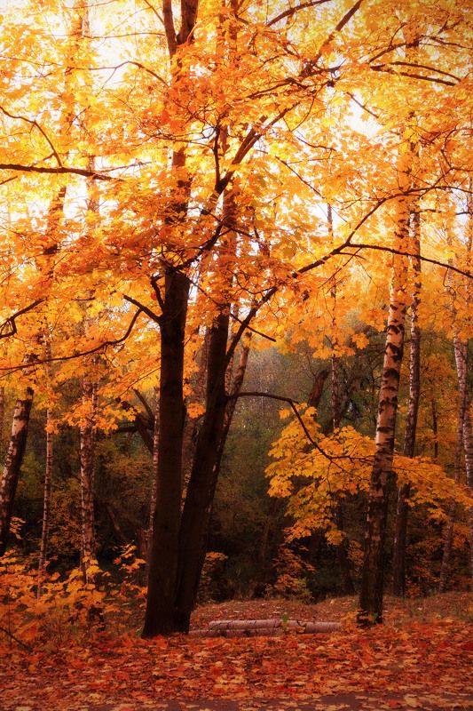 осень в Смоленскеphoto preview