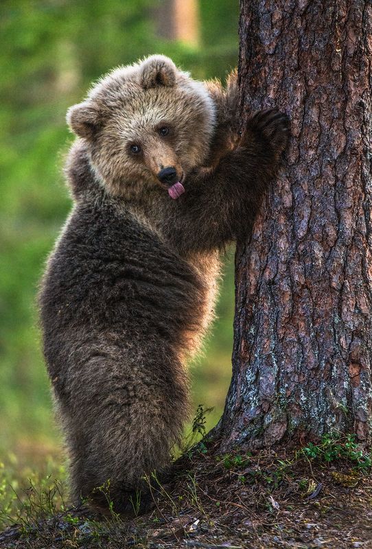 медведь, бурый, bear, brown :Рphoto preview