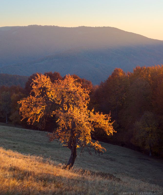 Карпаты, Украина, пейзаж, осень, золотая,пейзаж, природа, горы, лес, nature, landscape, autumn, forest, tree, mountains, carpathians Осень в Карпатахphoto preview