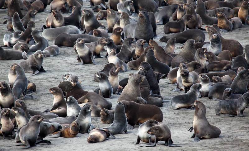 Лежбищеphoto preview