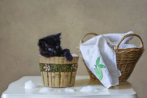 - Ну как объяснить этим глупым людям, что черного котенка не отмыть до белого?