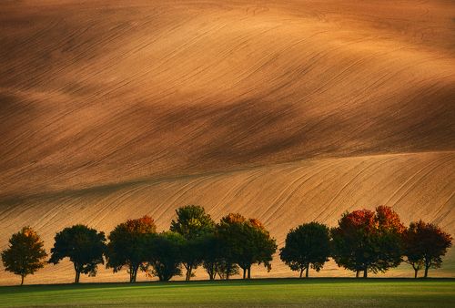 Orange Grove