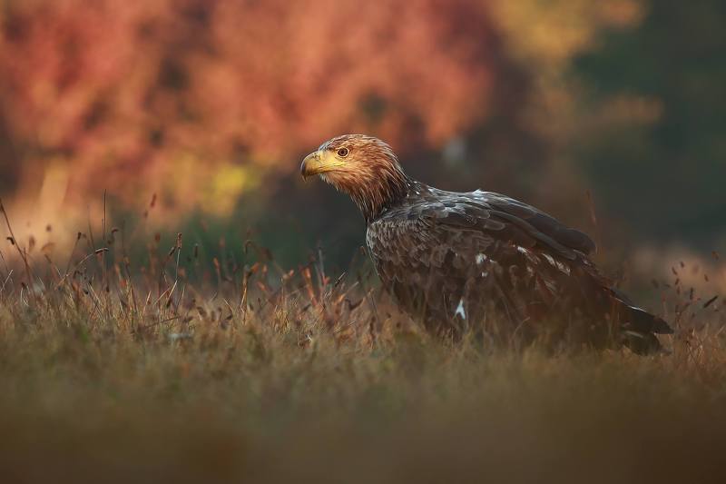 Autumn eaglephoto preview