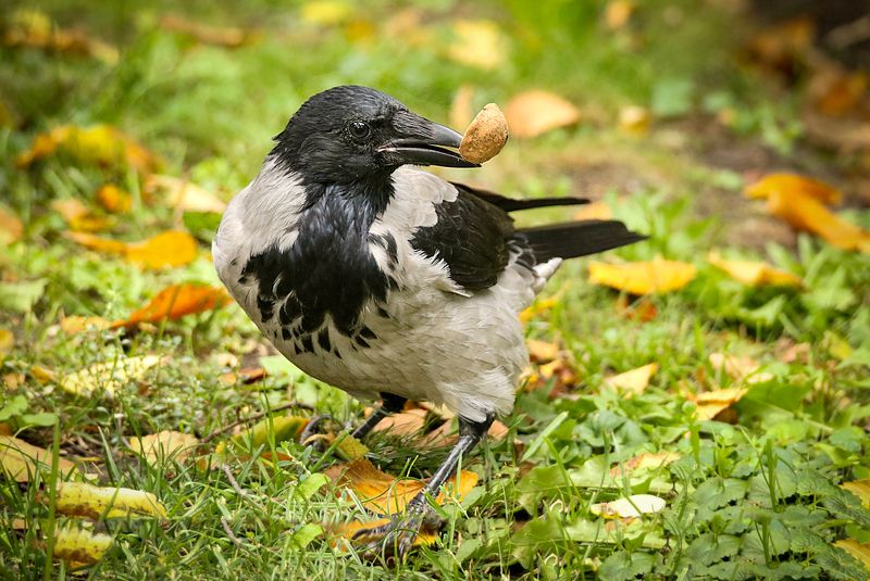 природа, парк, ворона, орех Ловкая воронаphoto preview