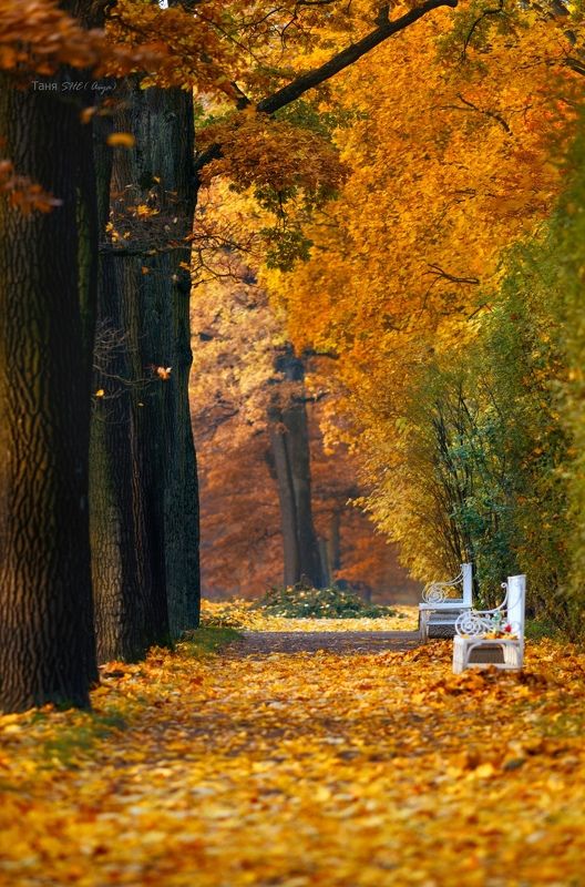 питер, пушкин, царское, царское село, осень, екатерининский парк, landscape, tsarskoyeselo, autumn, санкт-петербург,  городской пейзаж, Нарядная. . .photo preview
