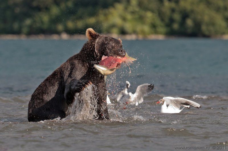 камчатка, медведь, озеро курильское, нерка Достал!photo preview