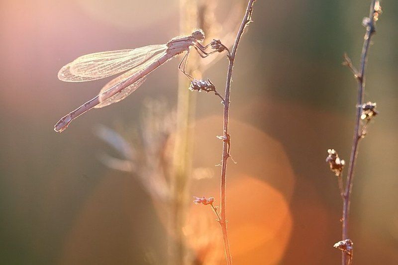 стрекоза, закат, макро закатно-стрекозлиноеphoto preview