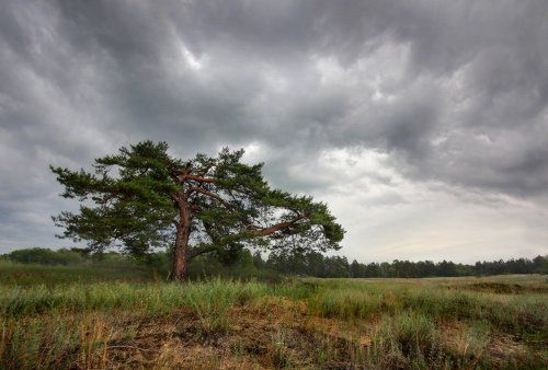 Предчувствие грозы