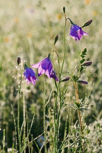 Bellflower