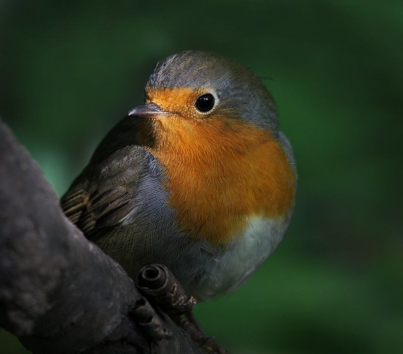 Зарянка.photo preview