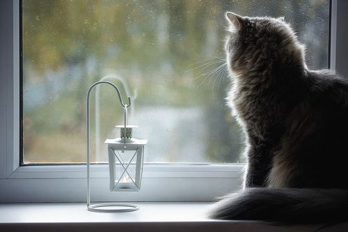 Загрустила кошка, сидя у окошка...