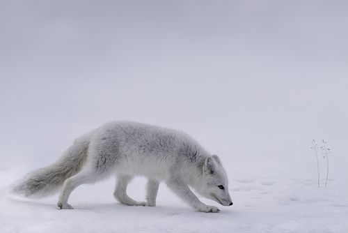 Arctic fox