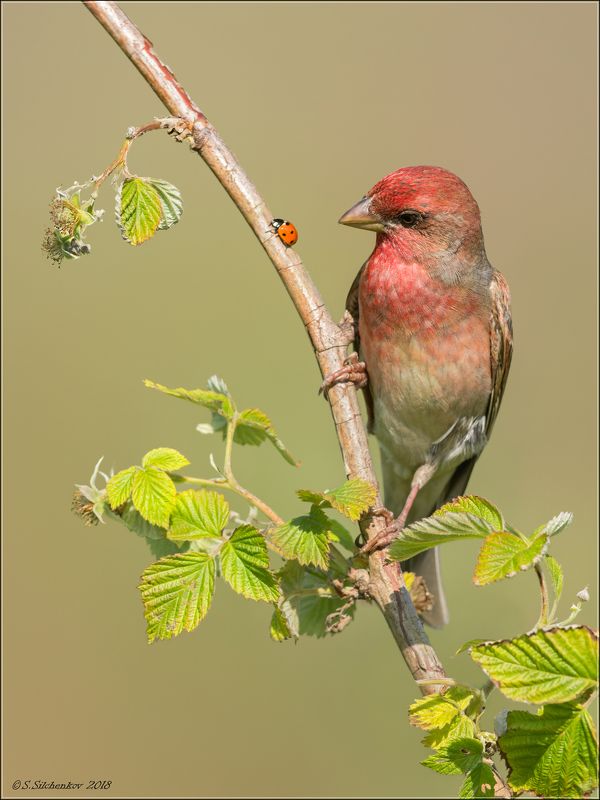 чечевица Камикадзеphoto preview