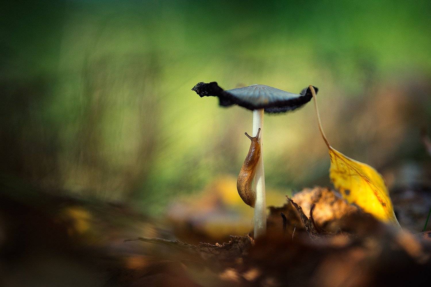 Slug. Автор: Georgi Georgiev nature,slug,wild,wildlife,beautiful,mushroom,mushrooms,faerie,fairy,, Georgi Georgiev