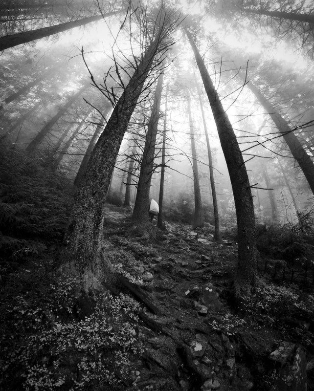 карпаты, природа, пейзаж, панорама, лес, туман исполиныphoto preview