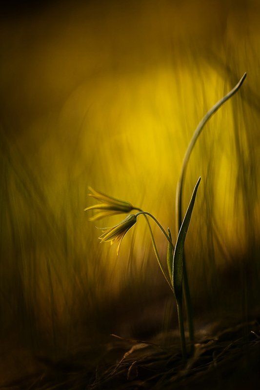 гусиный лук, цвет луковый вечерphoto preview