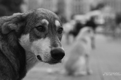 ANTONY TKACHUK - Photography from soul