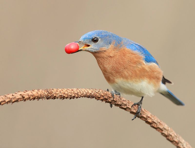 восточная сиалия, eastern bluebird,bluebird Восточная сиалия c ягодами - Eastern Bluebirdphoto preview