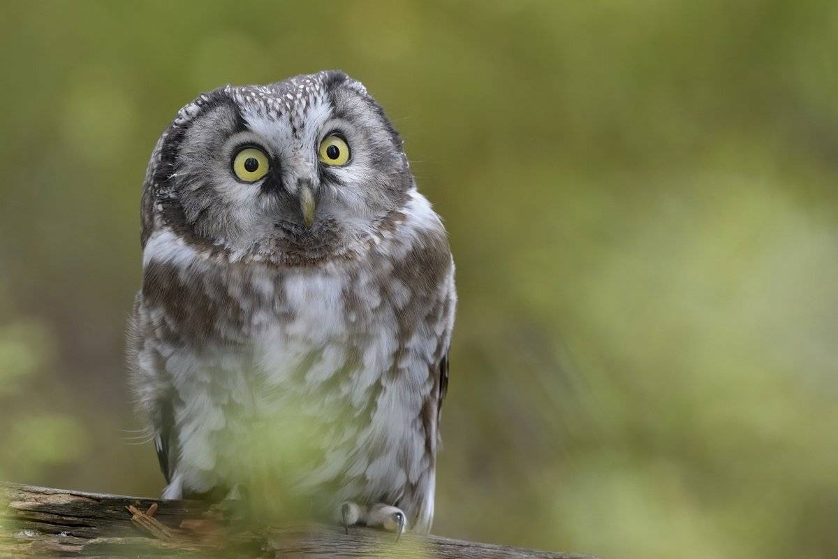 птицы birds, Jaroslav Mego