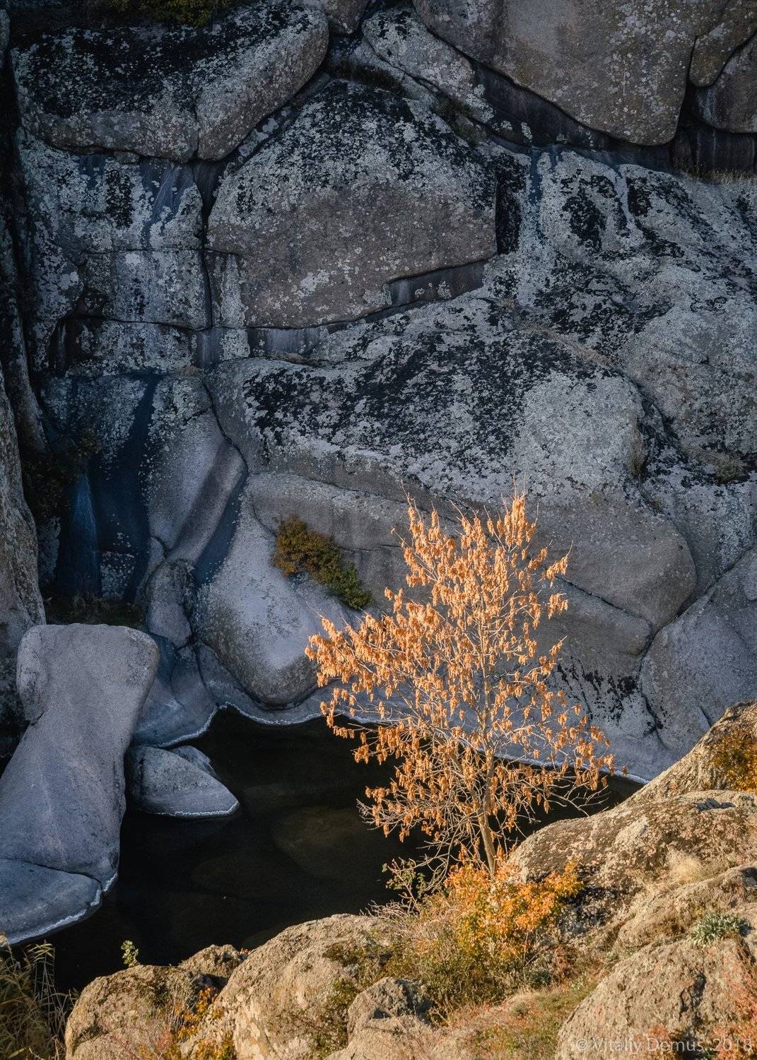 осень, желтый, закат,вечер, природа, свет, солнечный свет, лучи солнца, дерево, Виталий Демус