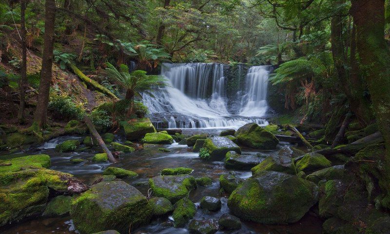 Rainforest