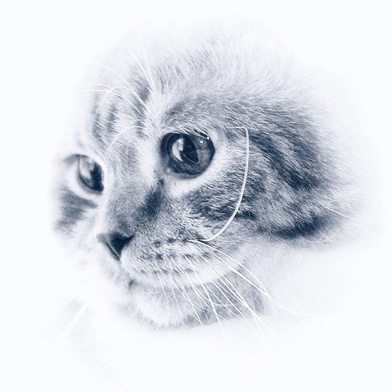 кот, кошка То ли Морды, то ли Лица...photo preview