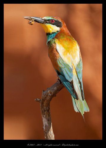 Золотистая щурка - Вее - еater