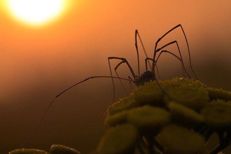 встречая рассветphoto preview