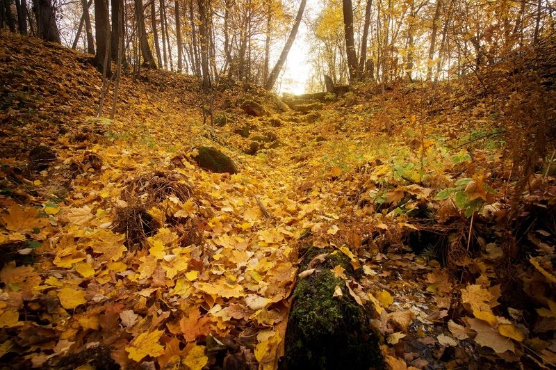 Ручей засыпанный листвойphoto preview