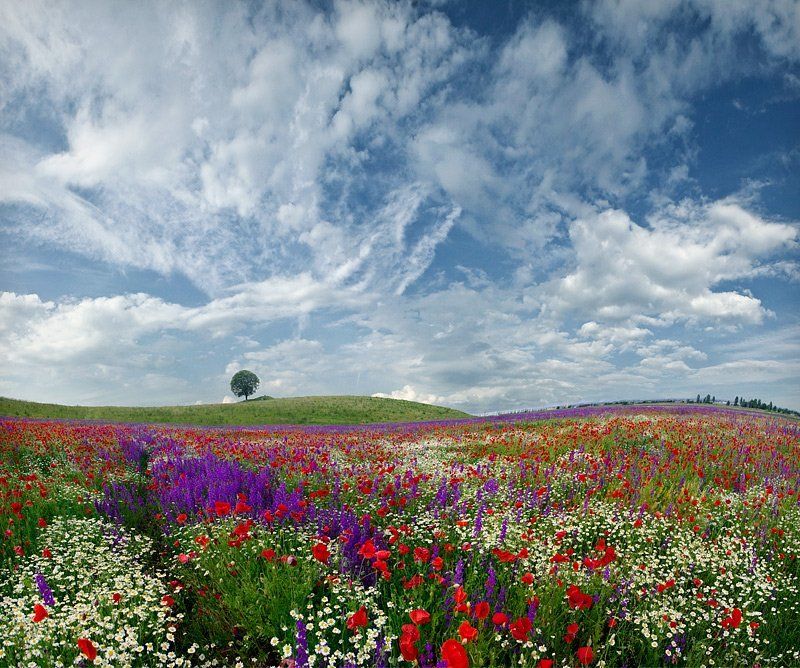 ...spring idyll...
