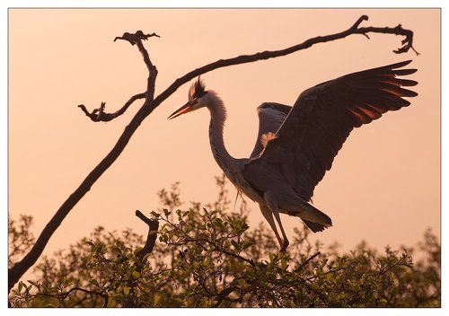 Ten moments of spring (or samogonka sunrise)