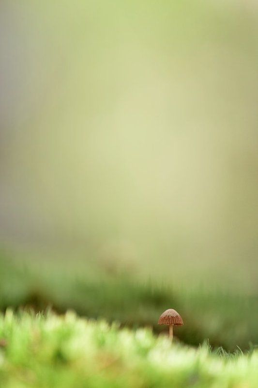 гриб, осень последний позднеосеннийphoto preview