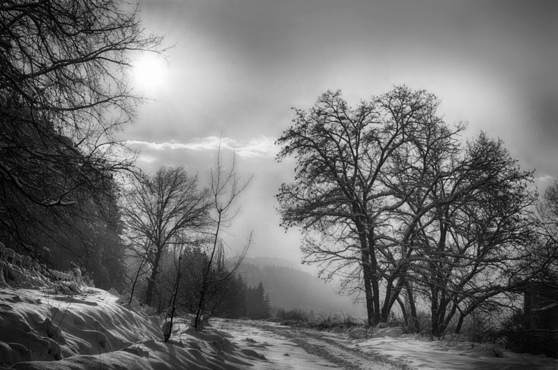 My winter, Black and white, forest, treesзима, лес, деревья My winterphoto preview