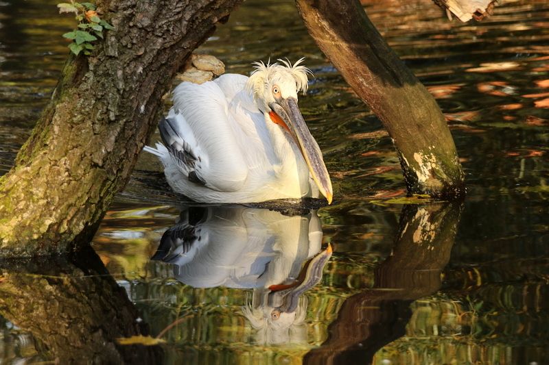 животные, пеликан, пруд, вода, отражение Пеликан на прудуphoto preview