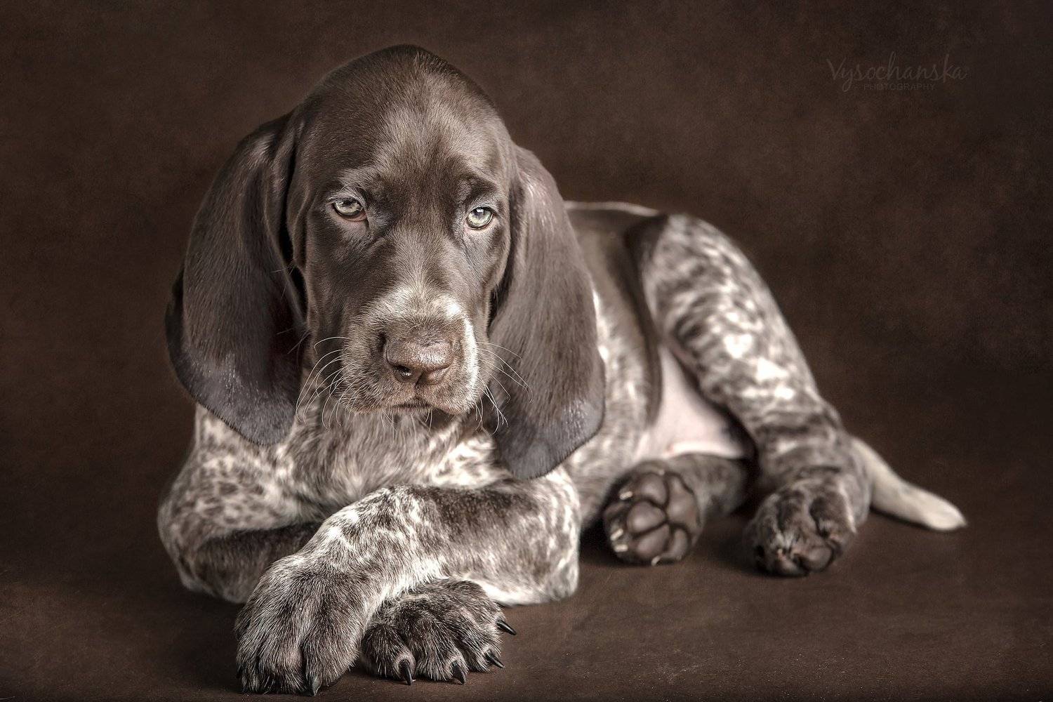 puppy. Автор: Tetyana Vysochanska , Tetyana Vysochanska