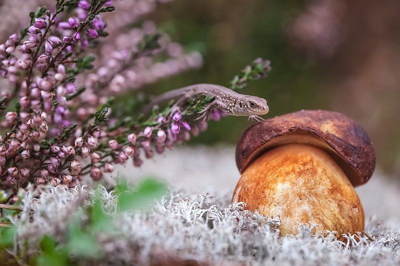 Жизнь в фиолетовых тонахphoto preview