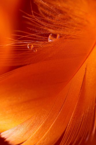 Orange S.A.