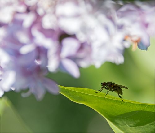 Кусочек лета