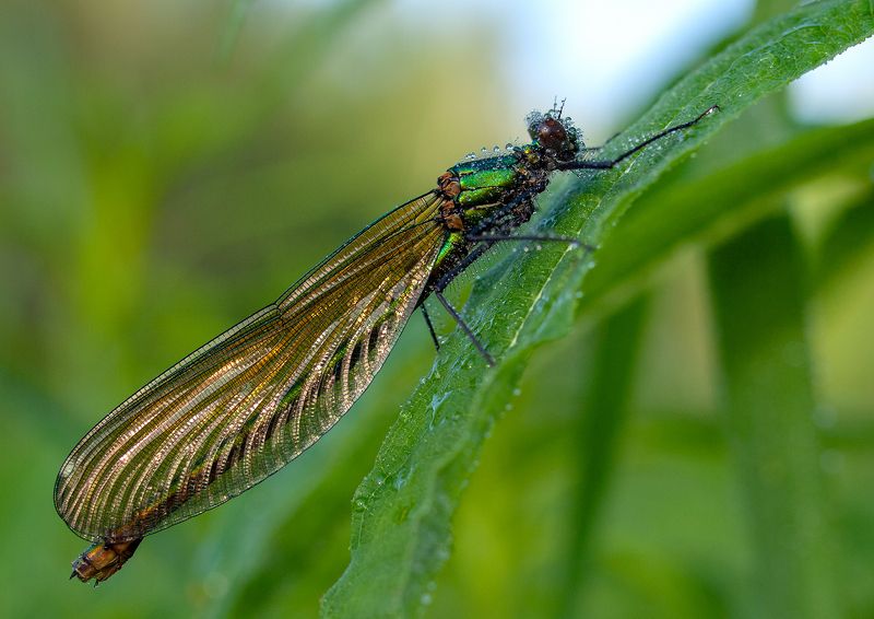 Ручейникphoto preview
