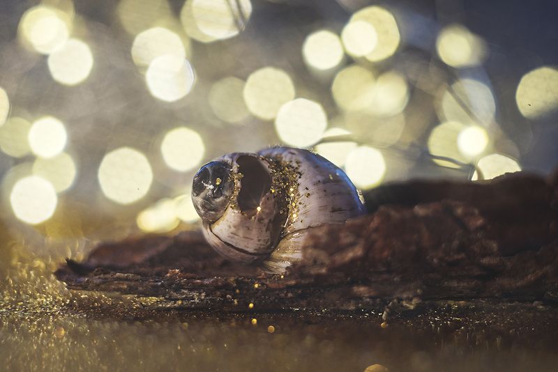 макро, макрофотография, макросъёмка, боке, ракушка, капли photo preview